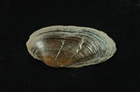 藏品(石蚌)的圖片